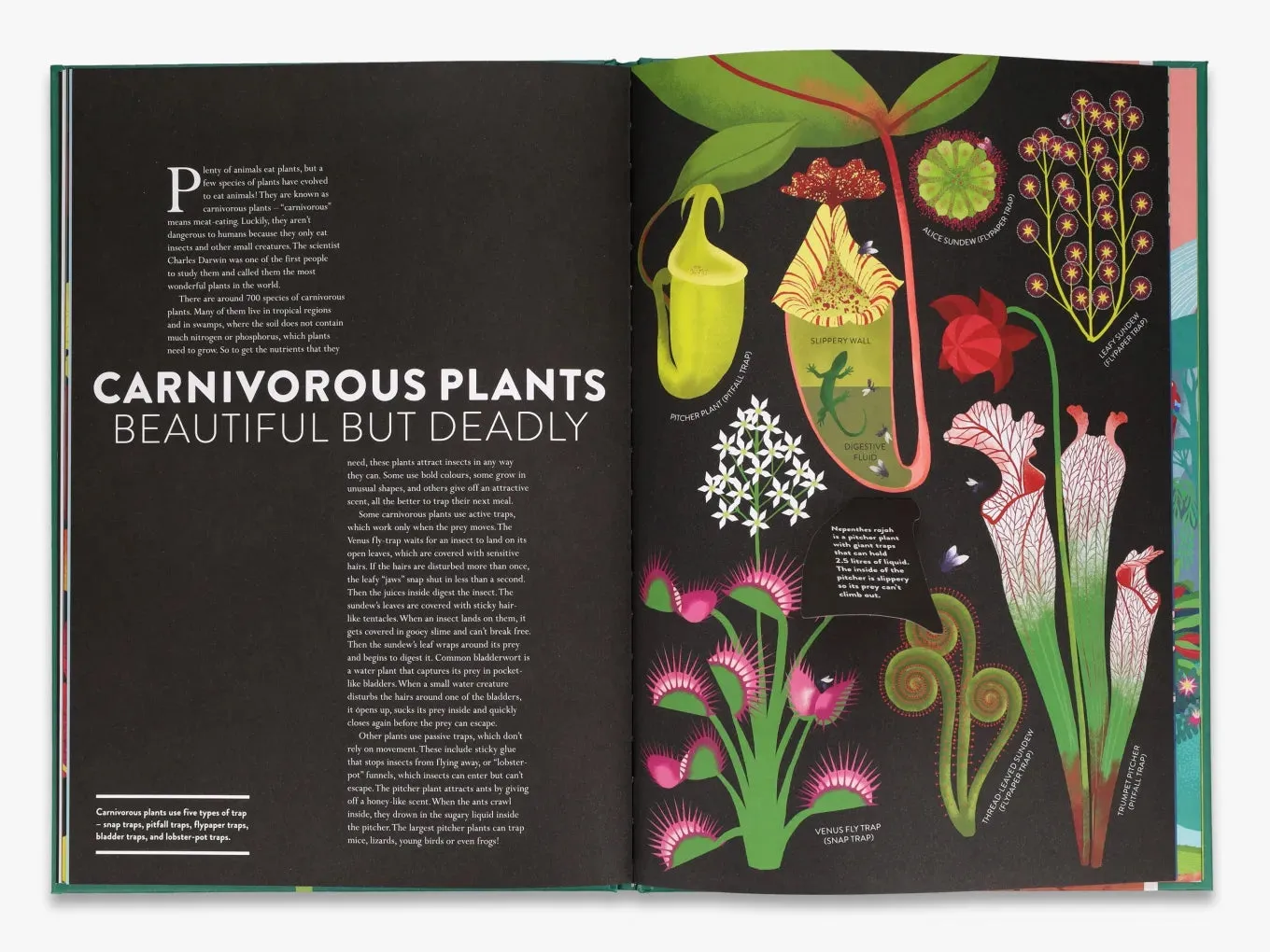 Plant Life